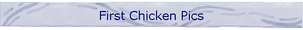 First Chicken Pics